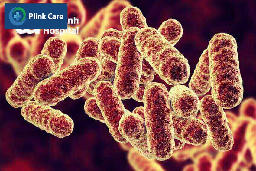vi khuẩn Serratia marcescens