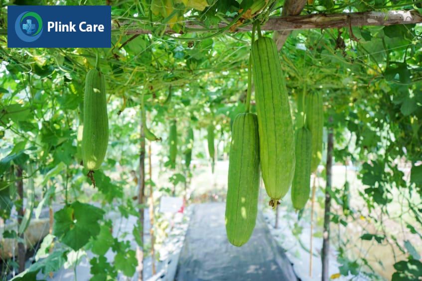 Giá trị dinh dưỡng của mướp