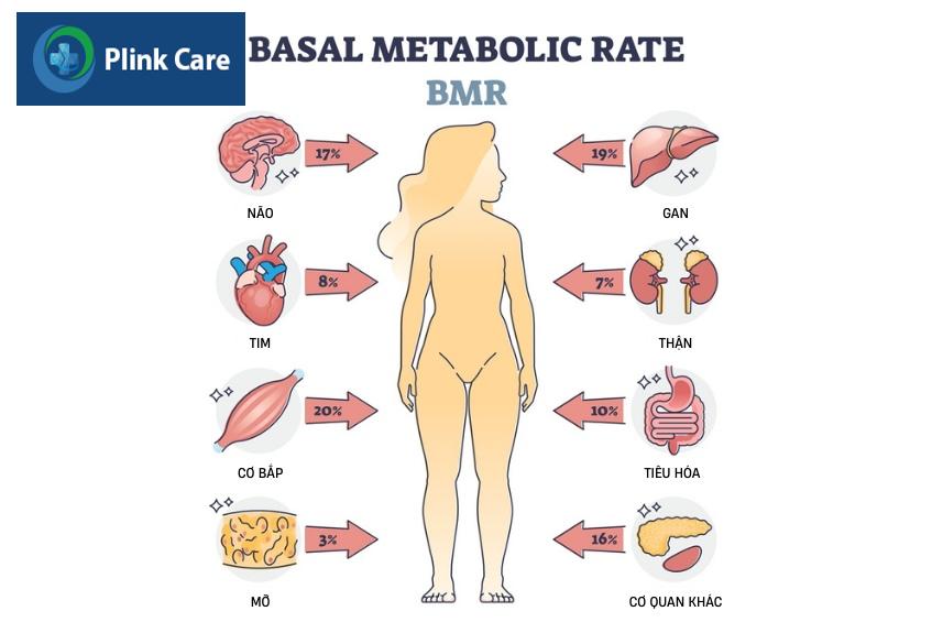 chỉ số BMR