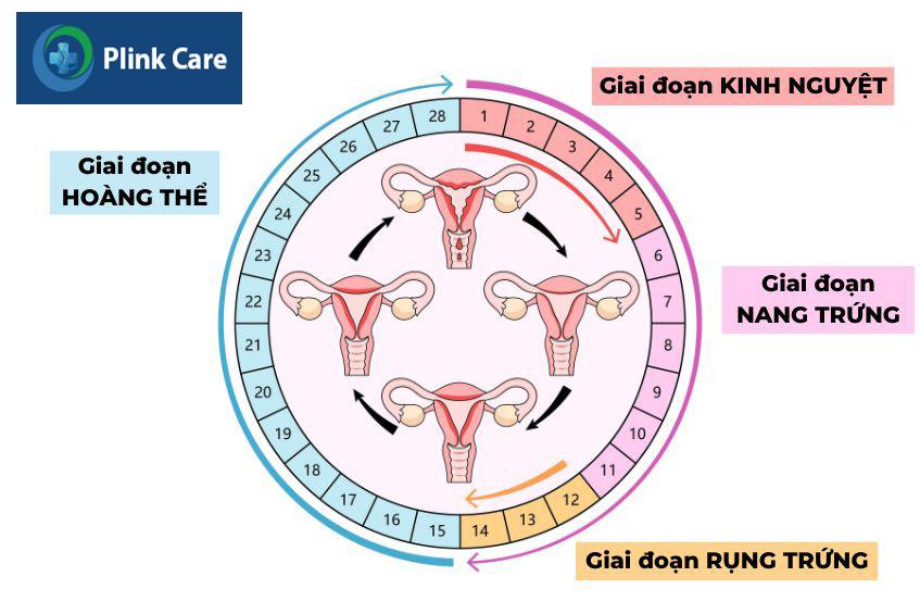 Giai đoạn hoàng thể bắt đầu sau giai đoạn rụng trứng và kết thúc khi có kinh nguyệt