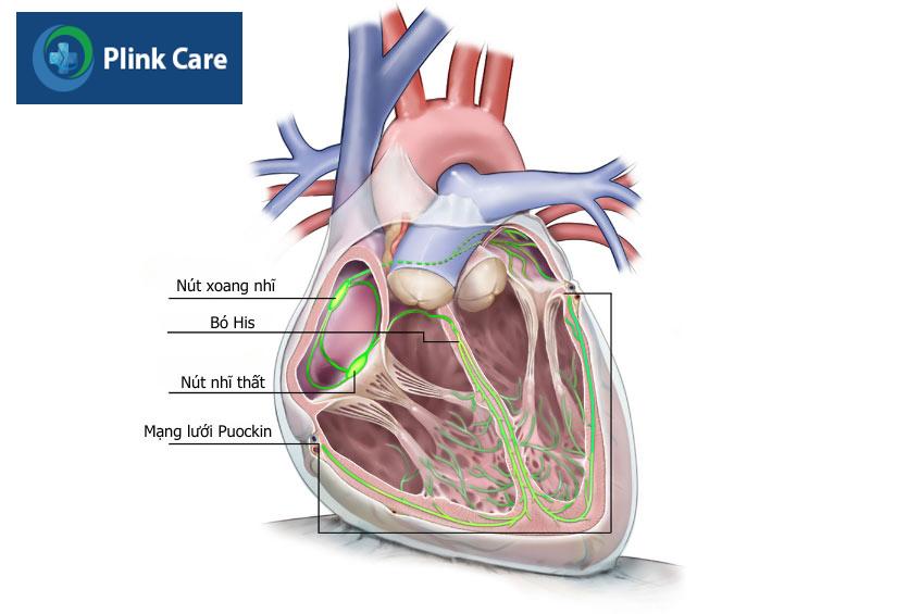 hệ thống dẫn truyền của tim