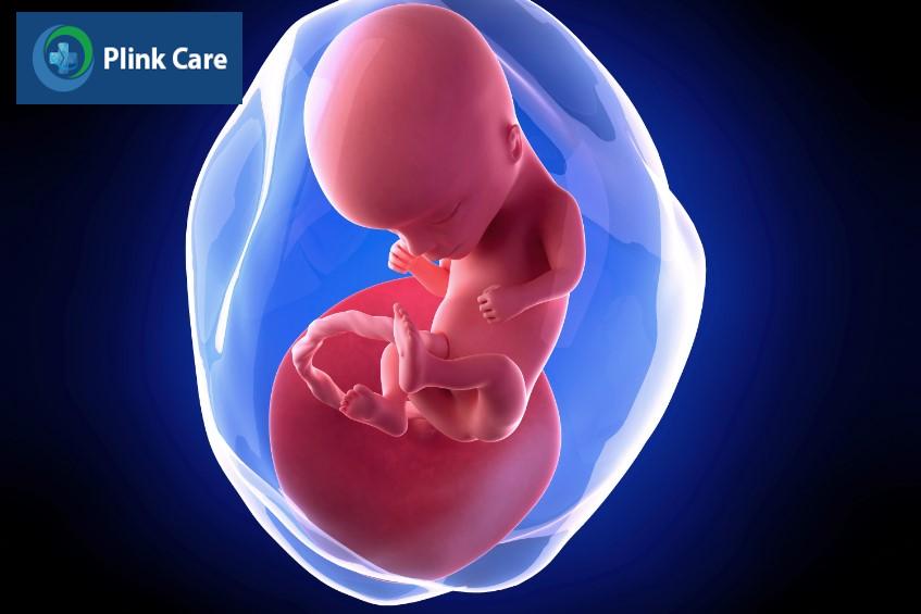 Hình dạng và kích thước của thai 14 tuần tuổi
