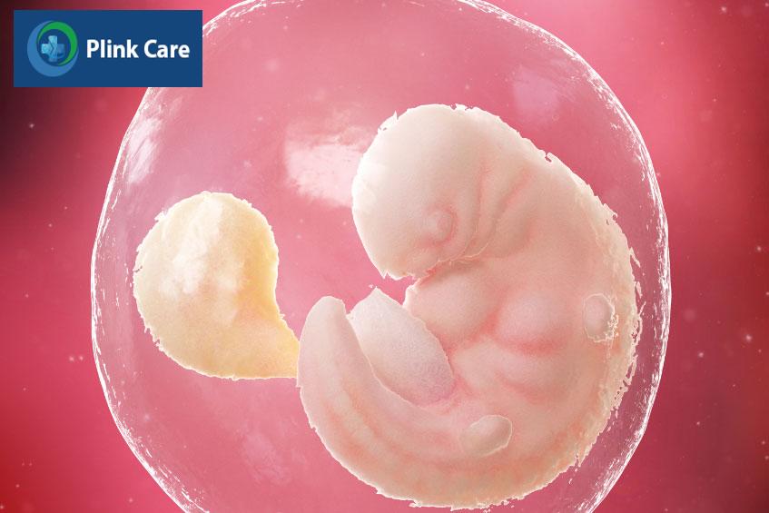 hình dạng và kích thước của thai nhi 6 tuần tuổi