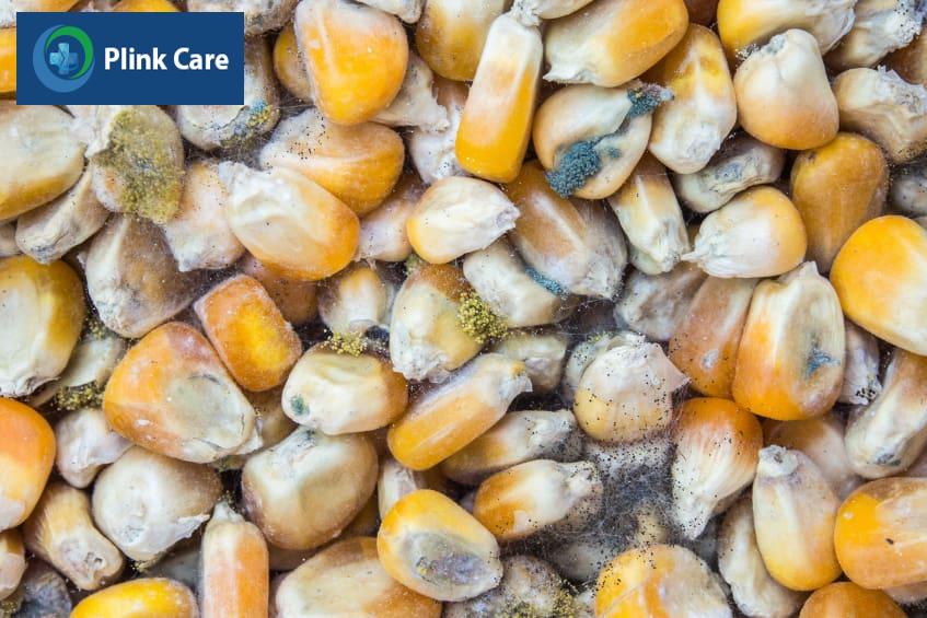 Men gan cao tránh ăn thức ăn độc hại, không đảm bảo vệ sinh