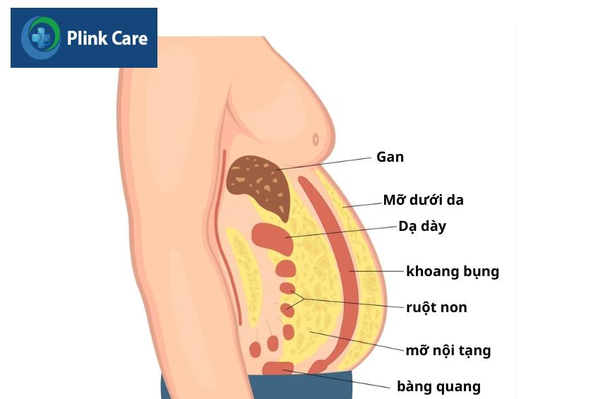 mỡ nội tạng là gì