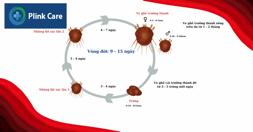 vòng đời phát triển của con cái ghẻ