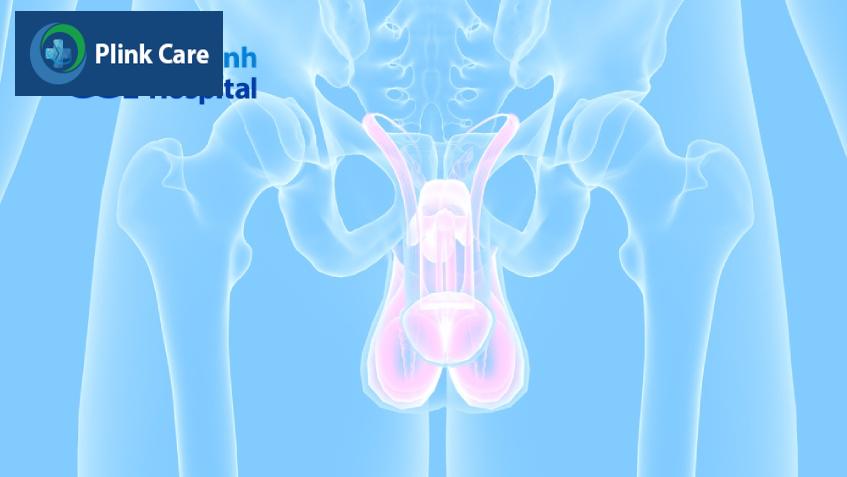 bộ phận sinh dục của nam giới