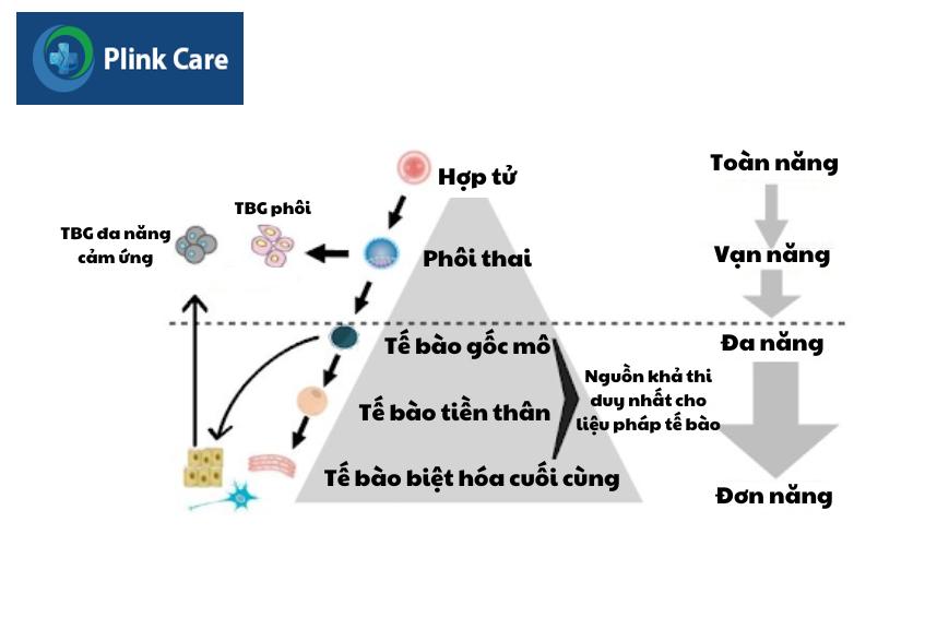 các loại tế bào gốc phân loại dựa trên tính gốc và tiềm năng biệt hóa