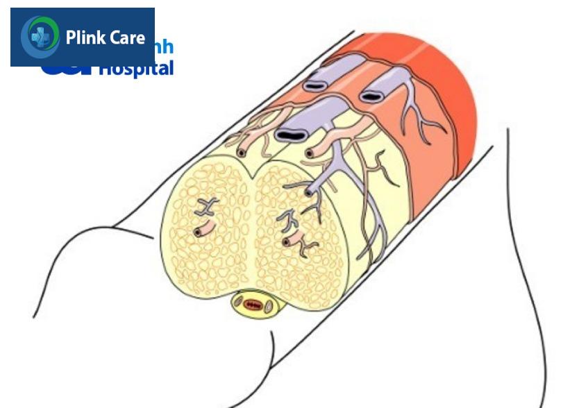 dương vật được cấu tạo từ các mô xốp và mạch máu