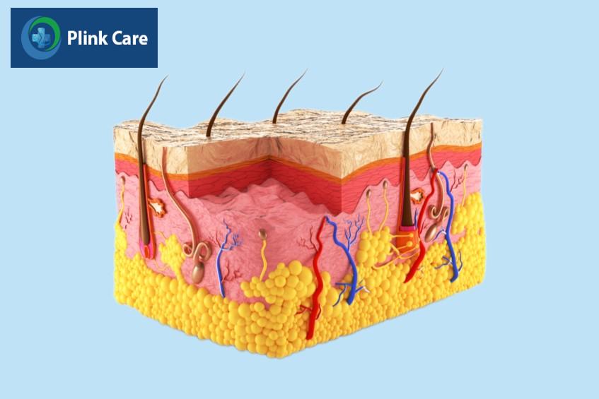 mỡ dưới da nằm dưới hạ bì