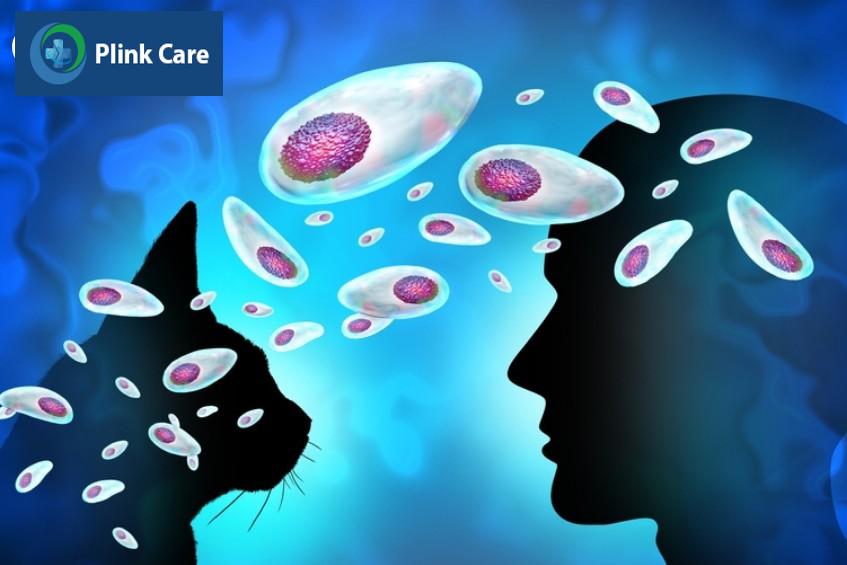 toxoplasma gondii lây từ mèo sang người