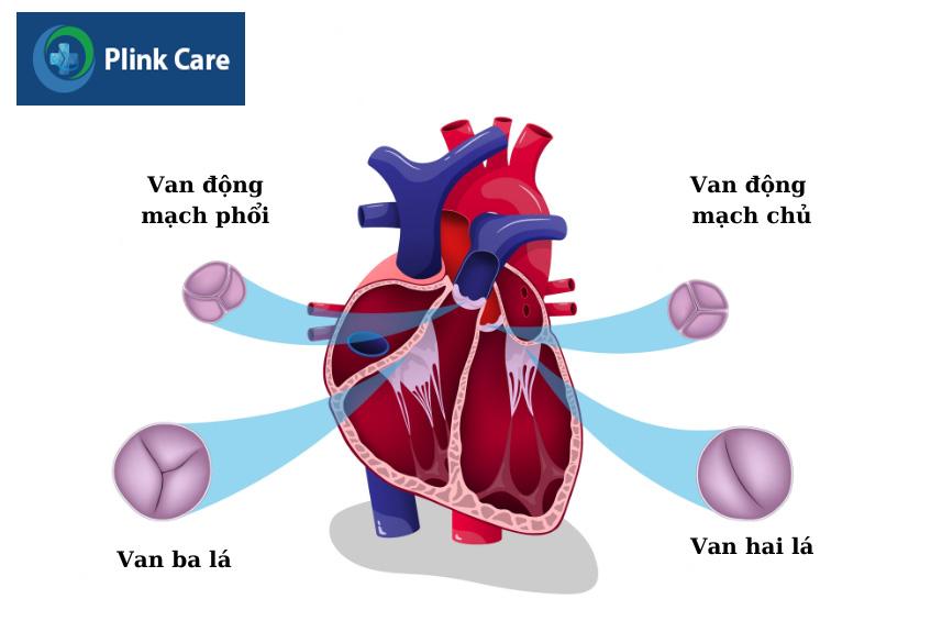 Tình trạng sa van tim có thể gặp ở cả bốn van tim