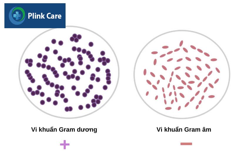 Thuốc Ciprobay lảm ức chế một số loại vi khuẩn