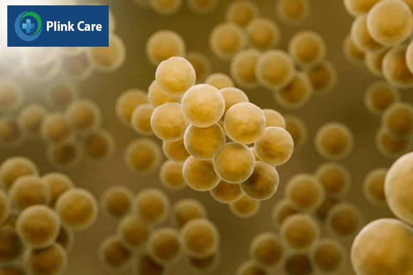 vi khuẩn tụ cầu vàng Staphylococcus aureus